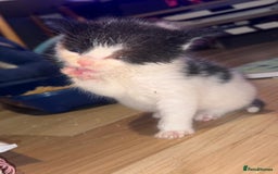 Turkish Van cats for sale: Turkish van kittens - Image 7