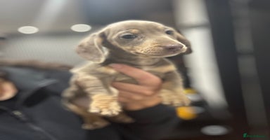 Miniature Dachshund dogs - Advert 4