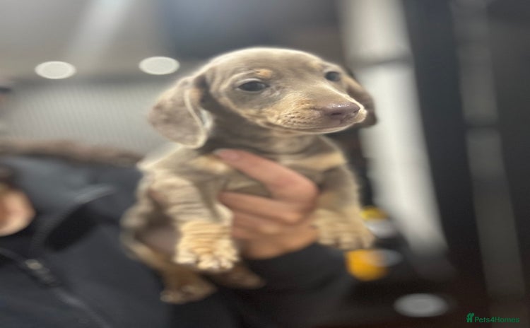 Miniature Dachshund dogs - Advert 3