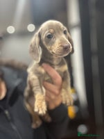 Miniature Dachshund dogs - Advert 5