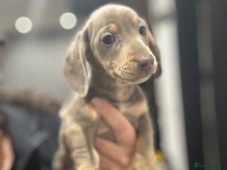 Miniature Dachshund dogs - Advert 5