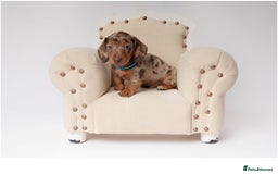 Miniature Dachshund dogs for sale: Beautiful miniature dachshunds - Image 7