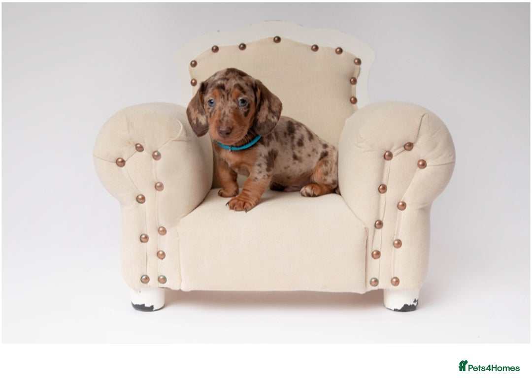Miniature Dachshund dogs for sale: Beautiful miniature dachshunds - Image 7