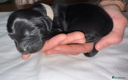 Flat coated Retriever dogs for sale: Flat coat Retriever Puppies for sale - Image 11