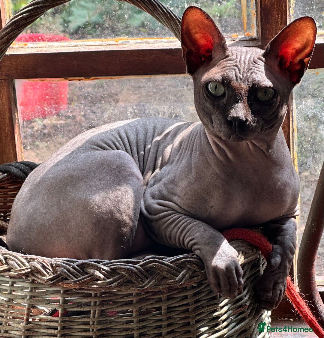 Sphynx cats for sale: Beautiful 2 yr old sphynx boy - Image 3