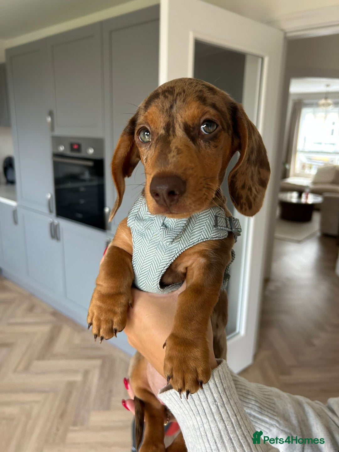 Miniature Dachshund dogs for sale: Miniature Dachshunds - due October, ready December in Durham - Image 5