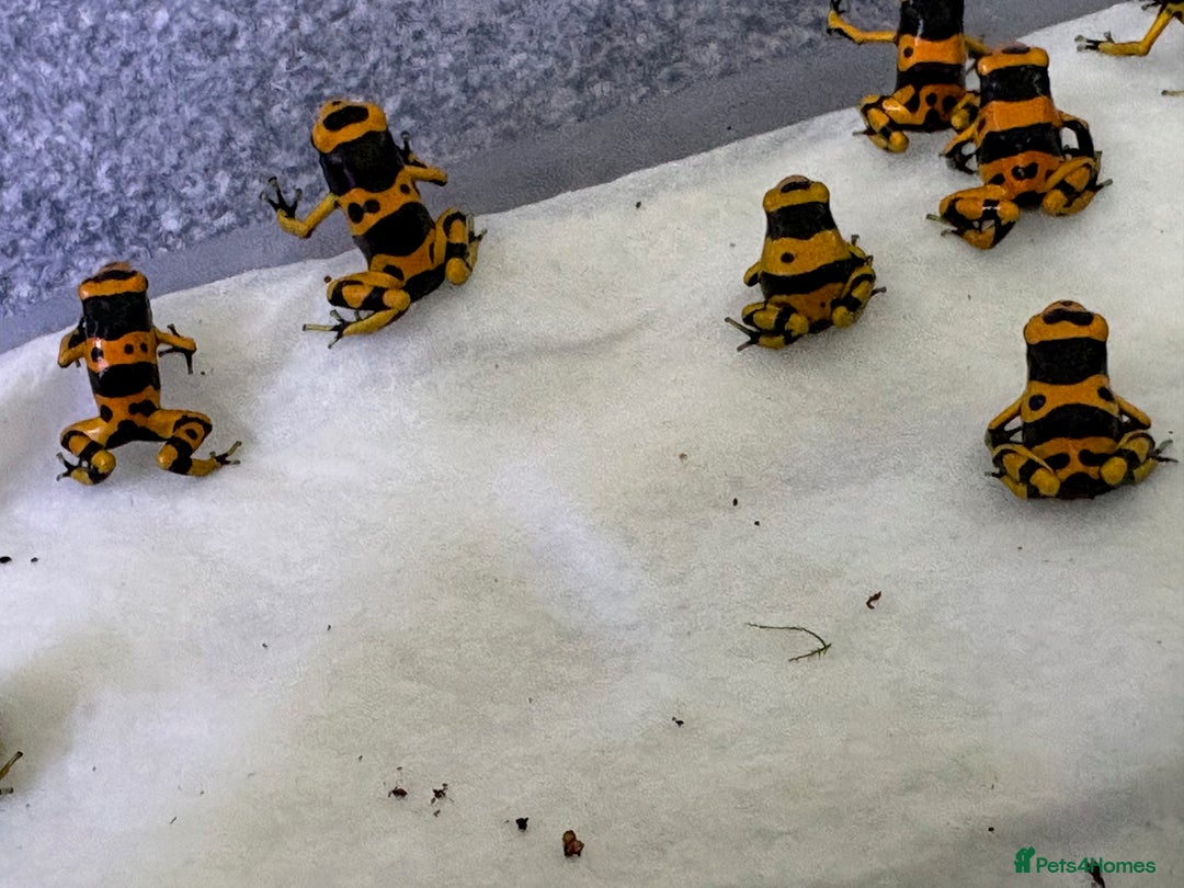 Frog reptiles for sale: Dendrobates Leucomelas froglets - Image 4