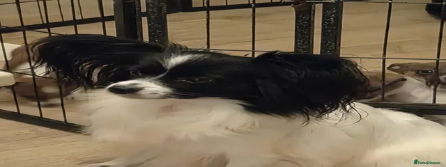 Kiki