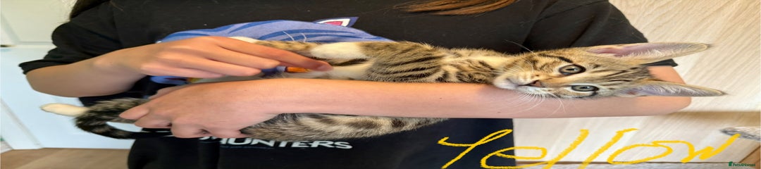 Mixed Breed Kitten 4