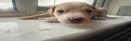 Mixed Breed dogs for sale: Mixed breed puppies in Rowley Regis - Advert 9