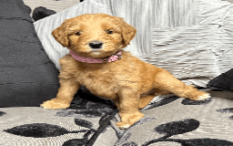 Goldendoodle dogs for sale: F1B Goldendoodle Puppies from a Therapy Dog - Image 4