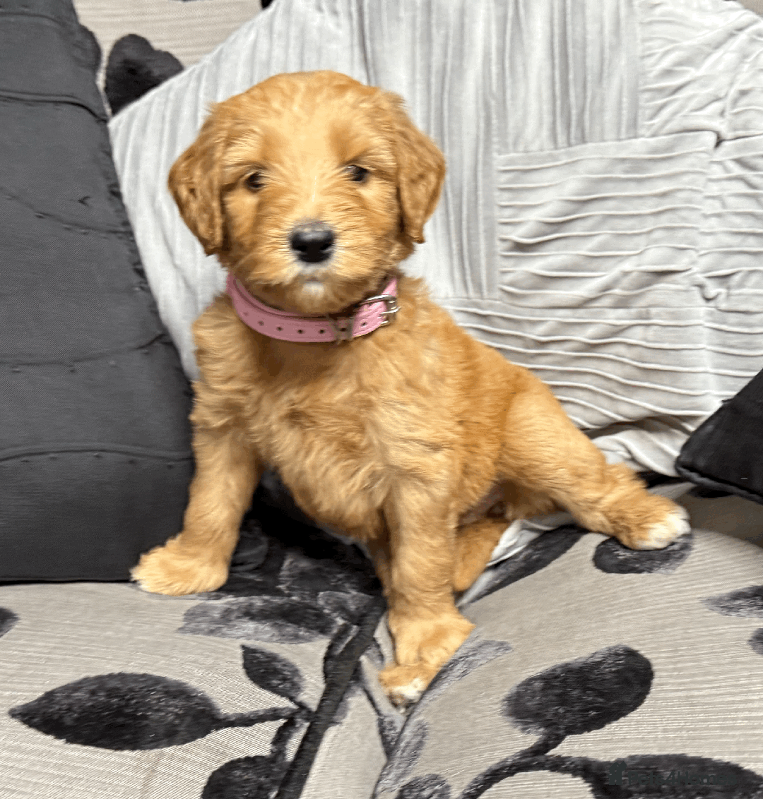 Goldendoodle dogs for sale: F1B Goldendoodle Puppies from a Therapy Dog - Image 4