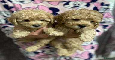 Toy Poodle dogs - Advert 13
