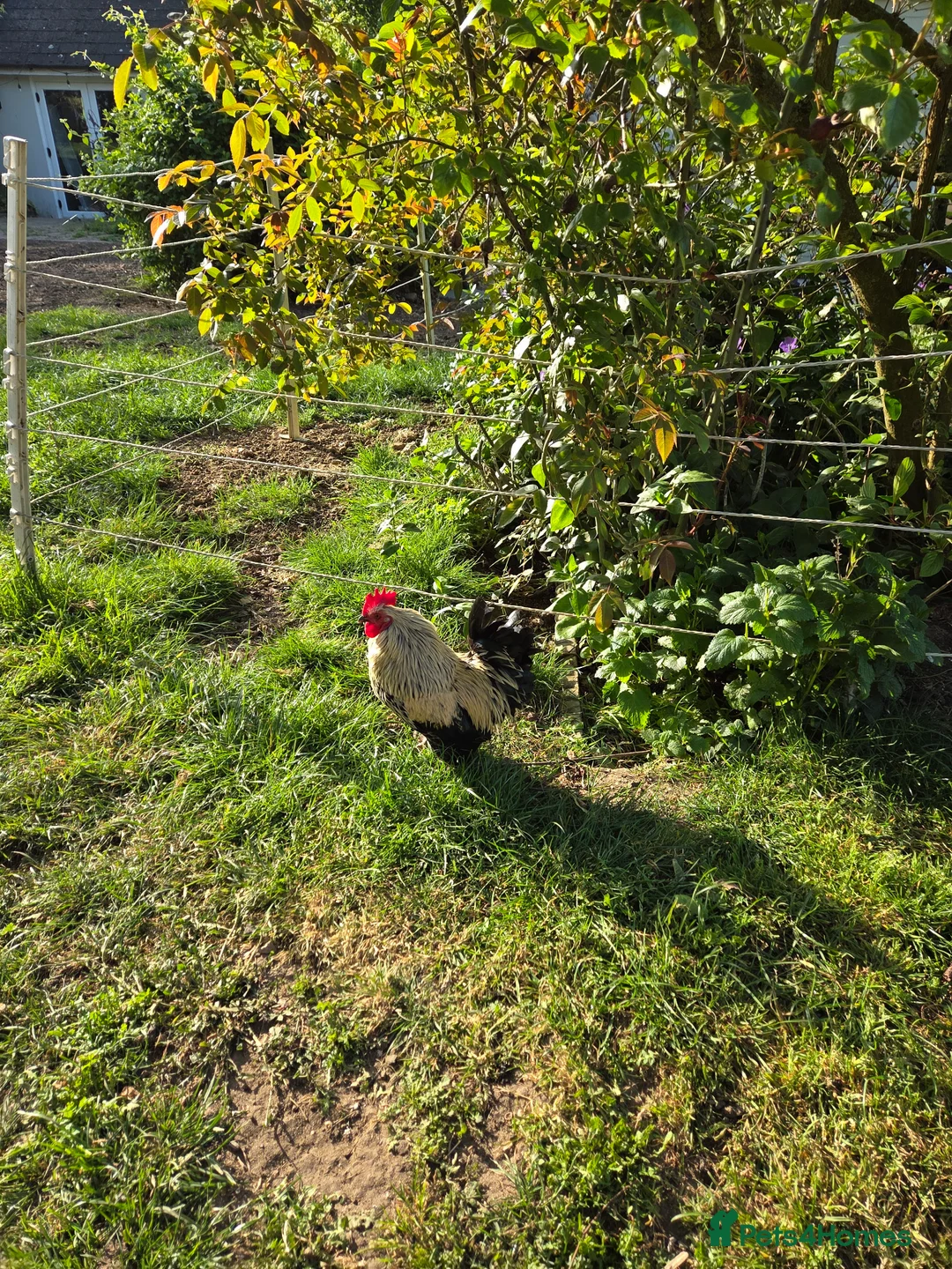 Chickens poultry for sale: Serama cockerels  - Advert 1