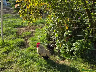 Chickens poultry Serama cockerels - Advert 3