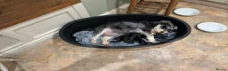 Miniature Schnauzer dogs for sale: Stunning K.C.reg  miniature Schnauzer puppies  - Advert 11