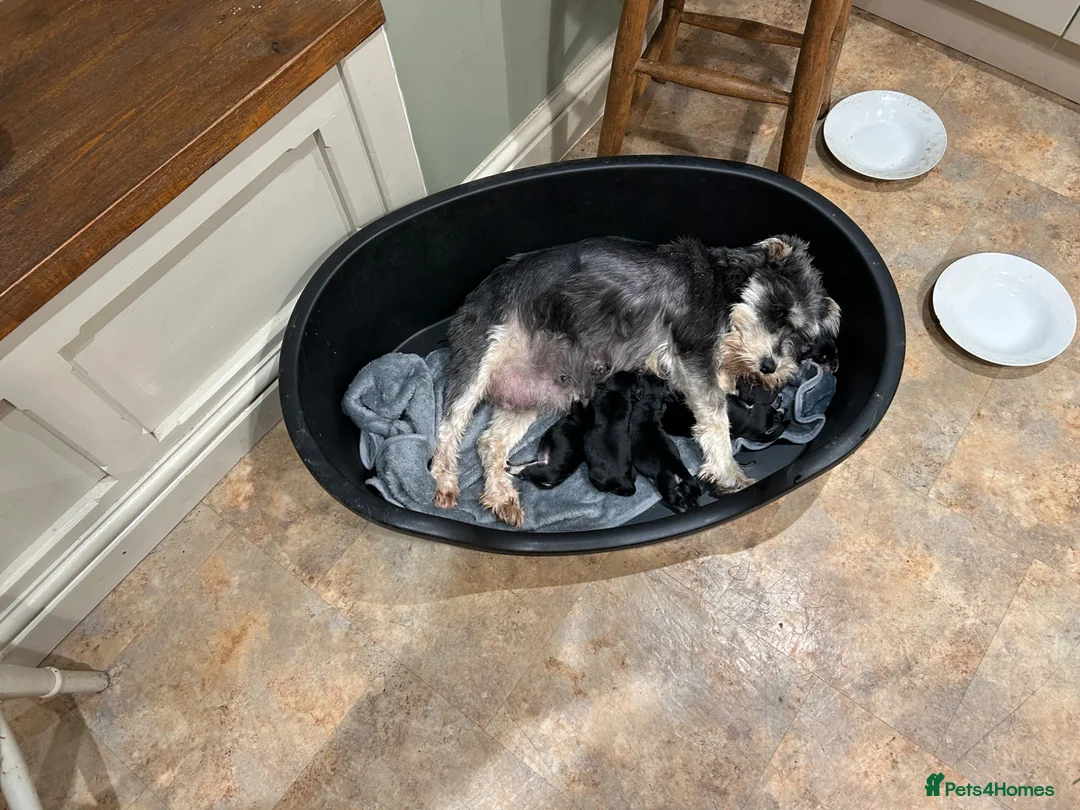 Miniature Schnauzer dogs for sale: Stunning K.C.reg  miniature Schnauzer puppies  - Advert 11
