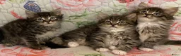 Maine Coon cats for sale: Maine Coon Absolutely Beautiful Kittens For Sale  - Advert 4