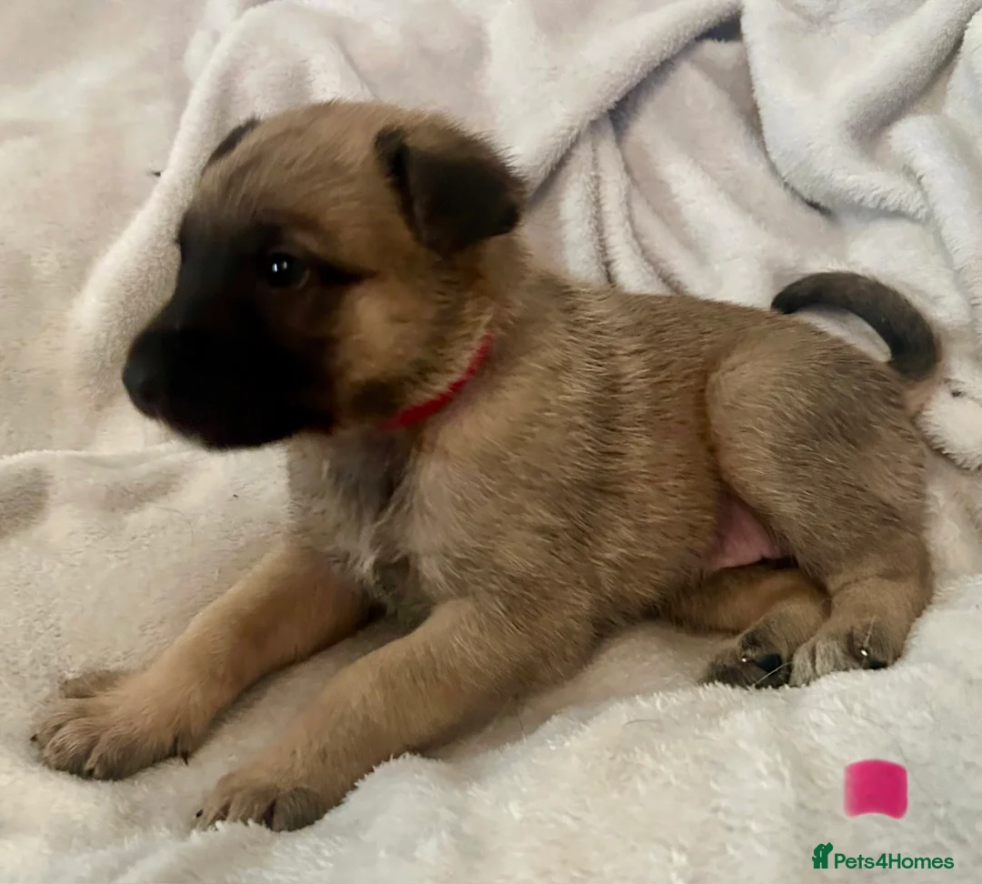 German Shepherd dogs for sale: German shepherd pups - Advert 13