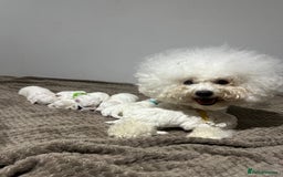 Bichon Frise dogs for sale: Pure Pedigree Champion Bloodline Bichon Frise  - Image 2