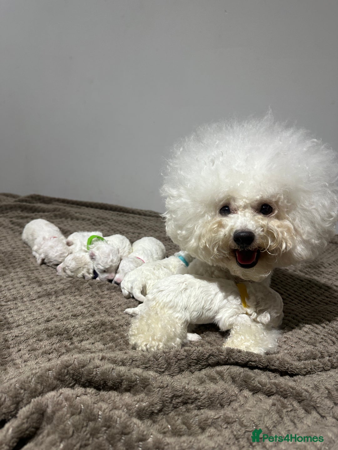Bichon Frise dogs for sale: Pure Pedigree Champion Bloodline Bichon Frise  - Image 2