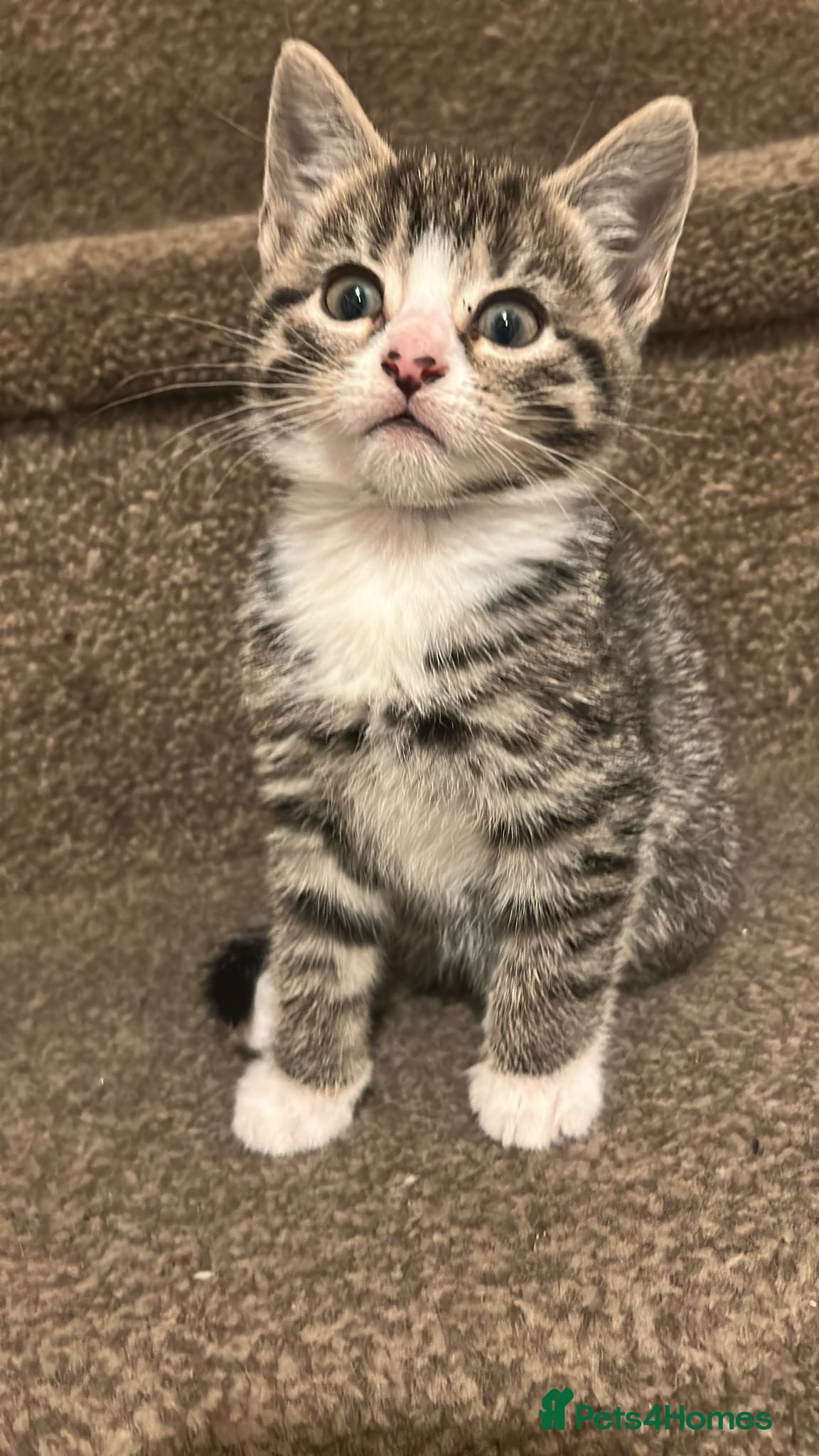 Mixed Breed cats Beautiful tabby half bengal kittens  - Advert 3