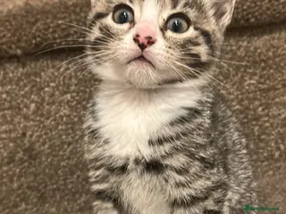 Mixed Breed cats Beautiful tabby half bengal kittens - Advert 3