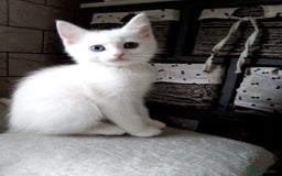 Scottish Fold cats for sale: ready to leave!!two cutie Scottish fold girls  - Image 5