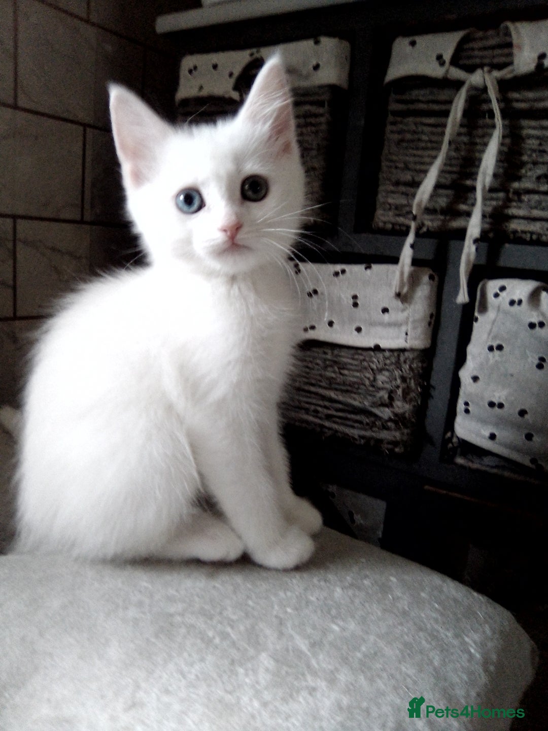 Scottish Fold cats for sale: ready to leave!!two cutie Scottish fold girls  - Image 5
