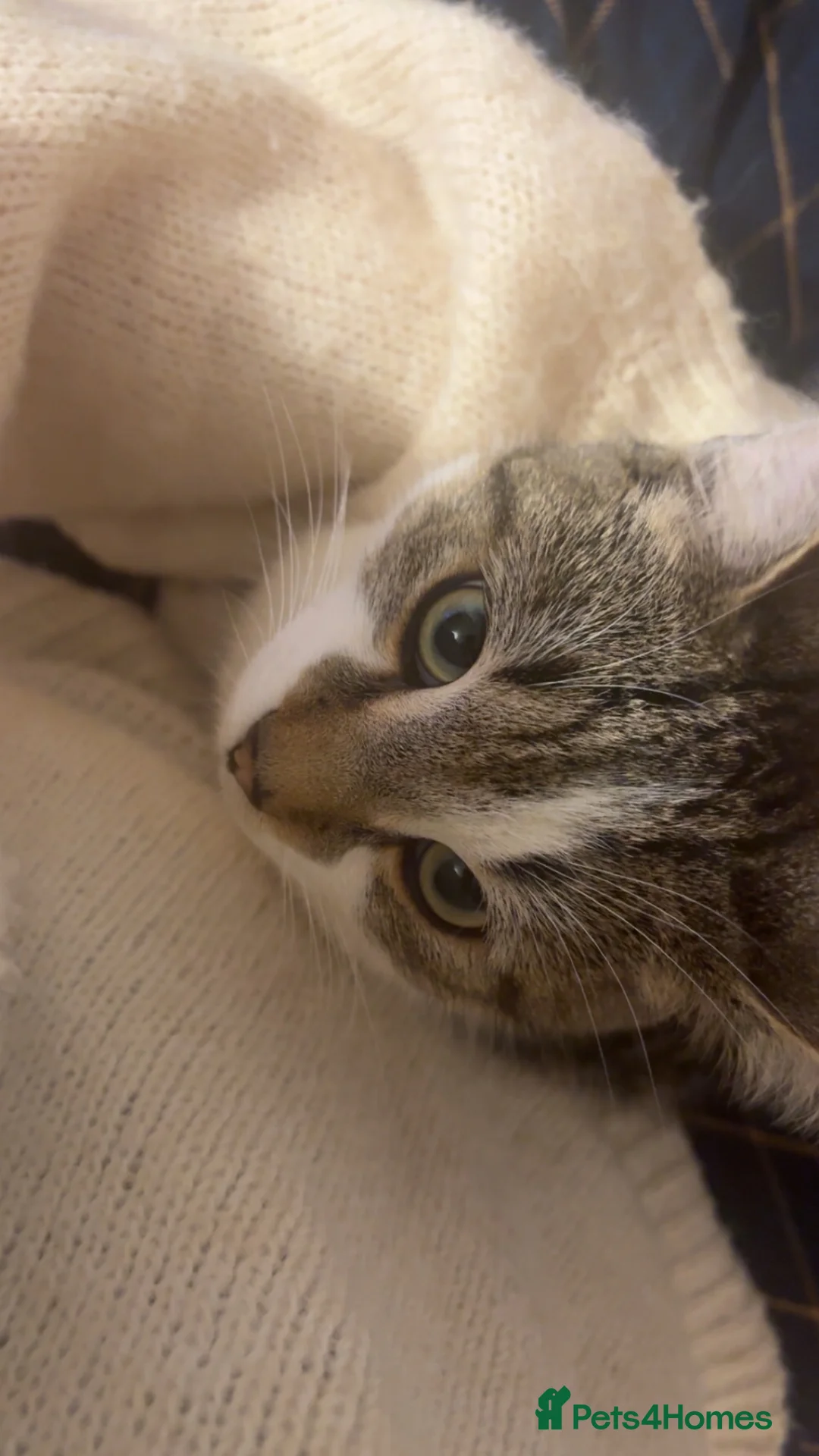 Mixed Breed cats for sale:     Adorable Friendly Cat Looking for a Home in Bedford - Advert 4