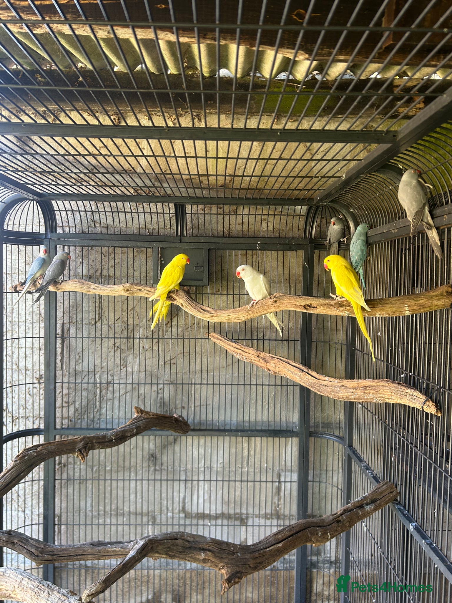 Ringnecks birds Indian Ringnecks  - Advert 4