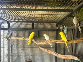 Ringnecks birds Indian Ringnecks - Advert 4