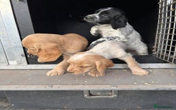 Cocker Spaniel dogs for stud: Shug - Fully Health Tested Gold WCS Stud - Image 5