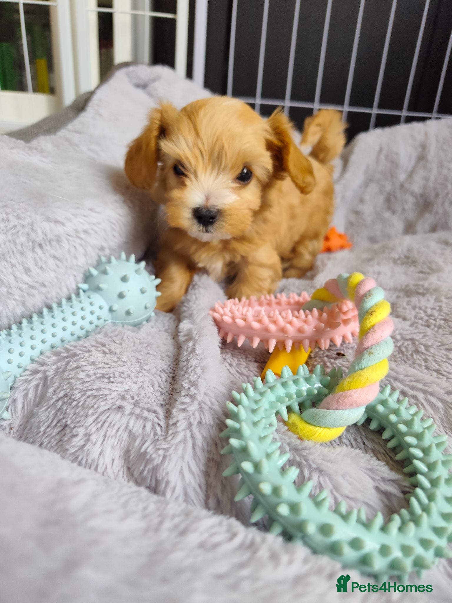 Maltipoo dogs Very Tiny toy F1B maltipoos 2 left - Advert 4