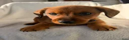 Mixed Breed dogs for sale:  Dameranian puppies for sale  - Advert 3
