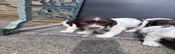 English Springer Spaniel dogs for sale: Liver and White English Springer Spaniel Puppies in Perth - Advert 12