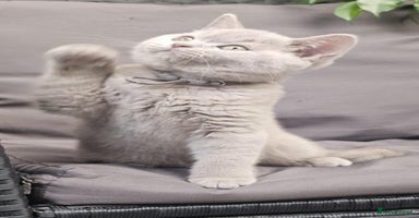 British Shorthair cats - Advert 3