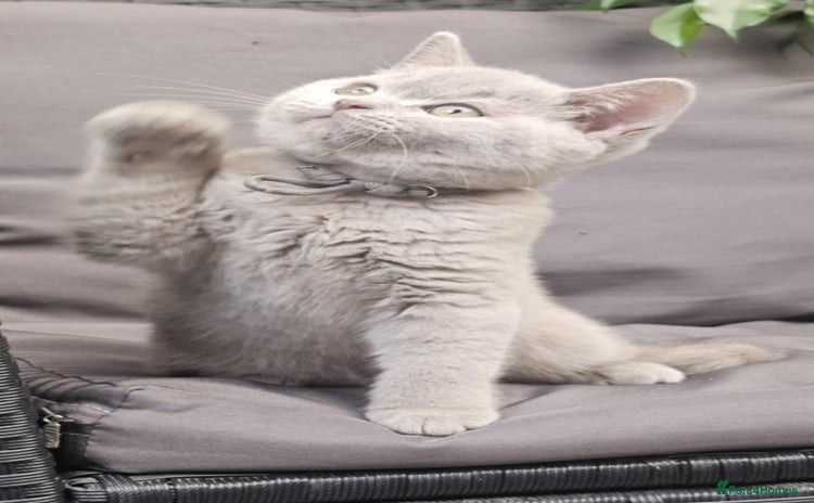 British Shorthair cats - Advert 6