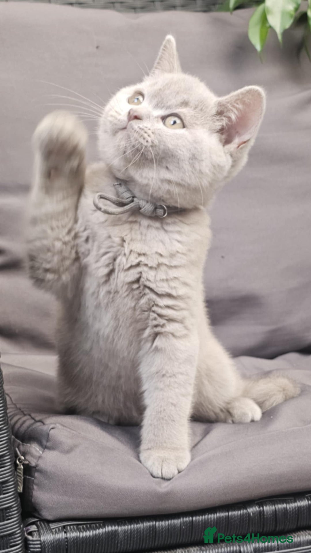 British Shorthair cats for sale: LAST GCCF British Shorthair Kittens Champion - Image 1