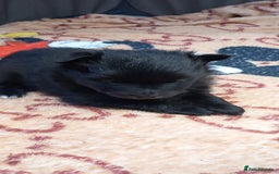 Pomeranian dogs for sale: Beautiful litter of 3 black pomeranian pups.  - Image 3