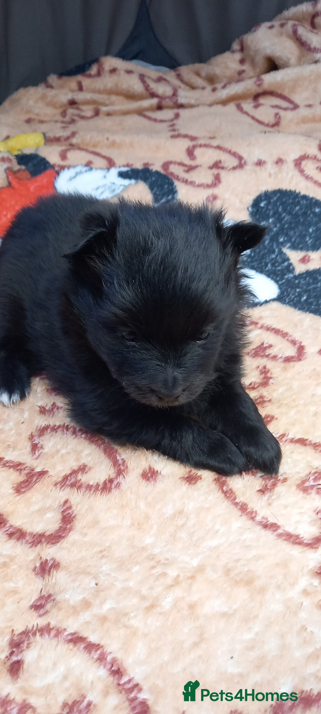 Pomeranian dogs for sale: Beautiful litter of 3 black pomeranian pups.  - Image 3