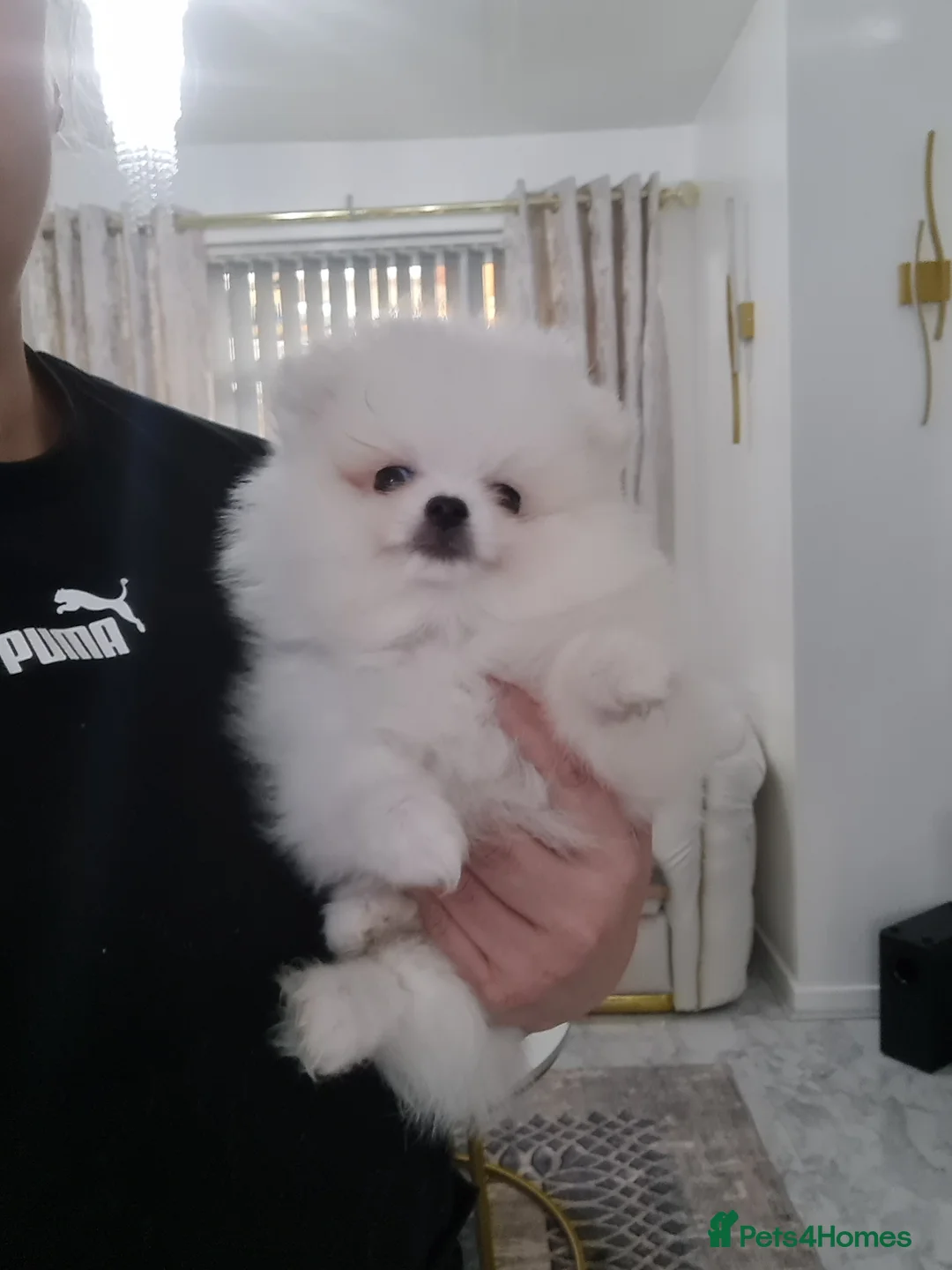 Pomeranian dogs for sale: Beautiful pomeranian pure breed puppies  - Advert 2