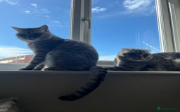 Scottish Fold cats for sale: Loving home wanted for 2 Scottish Fold boys - Image 13