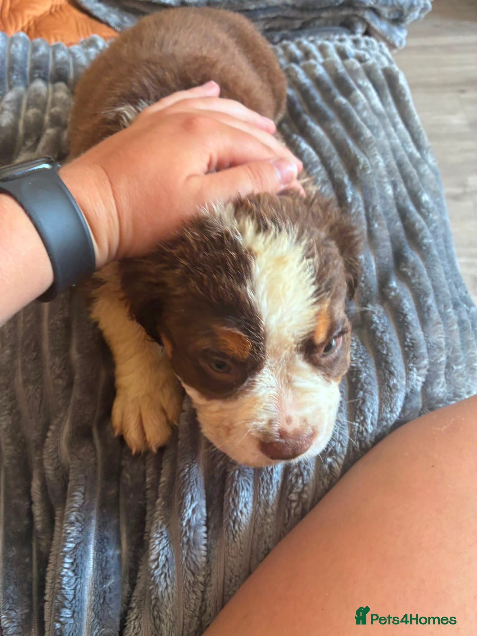 Olde English Bulldogge dogs Olde English fluffy Bulldogge puppies  - Advert 2