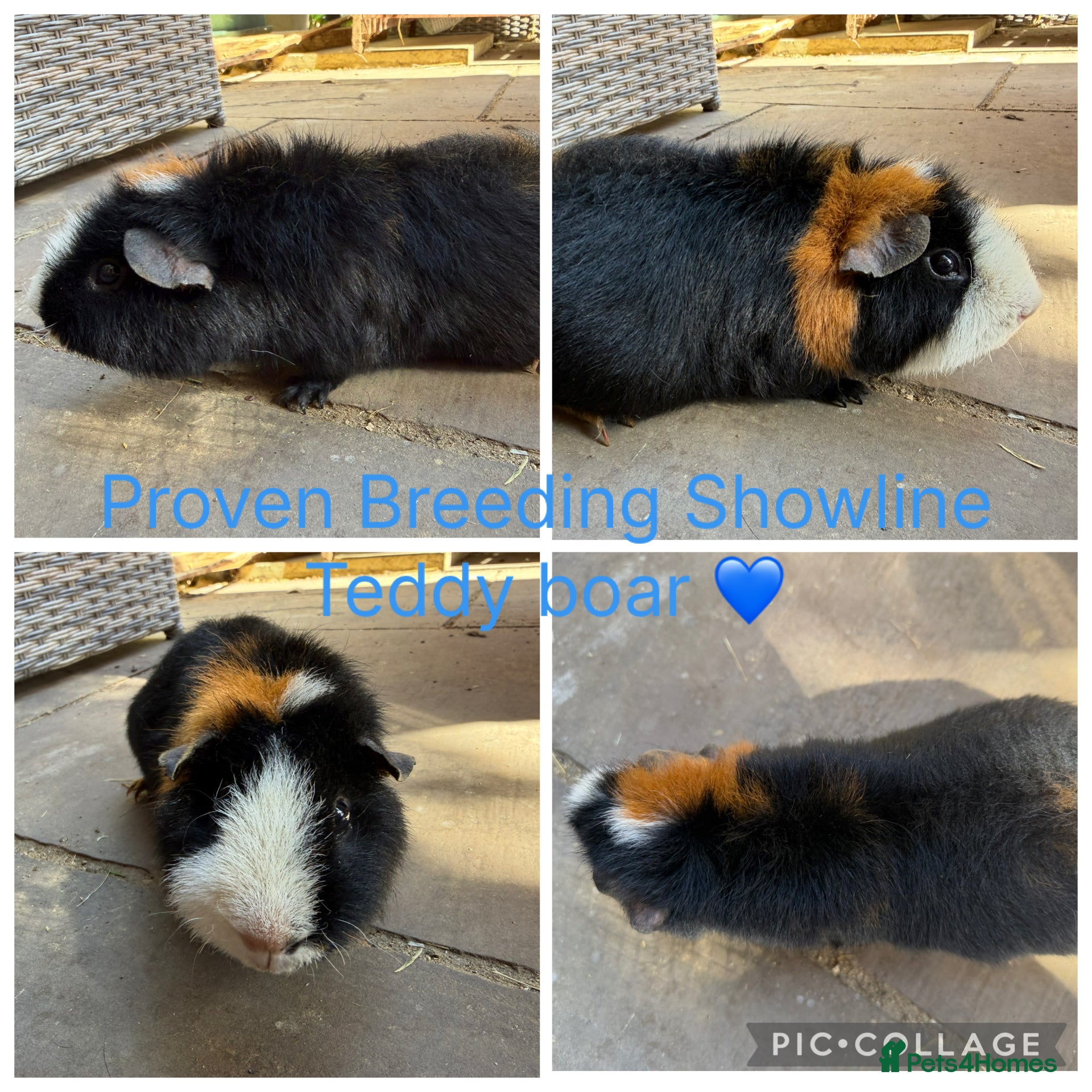 Guinea Pig rodents 3 Female, 1 male teddy guinea pigs for new homes  - Advert 1