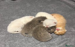 British Shorthair cats for sale: British short hair kittens  - Image 9