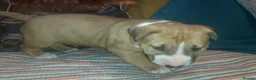 English Bull Terrier dogs for sale: Last remaining male Bull Terrier - Advert 4