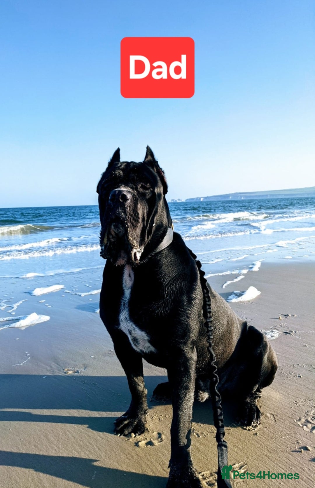 Cane Corso dogs for sale: Pedigree Cane Corso Puppies  - Image 24