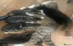 Mixed Breed cats for sale: 2 left  - Image 2