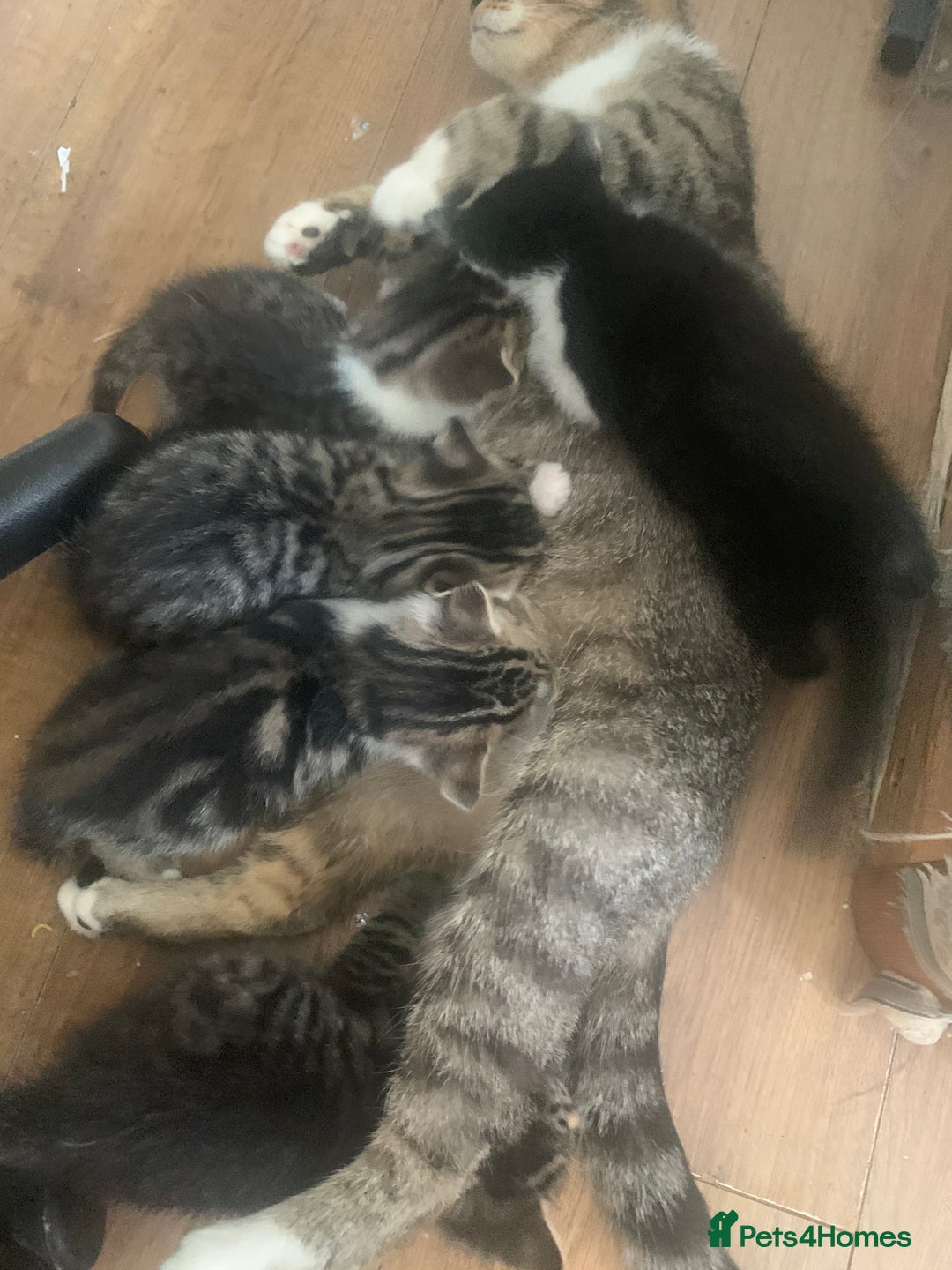 Mixed Breed cats for sale: 2 left  - Image 2